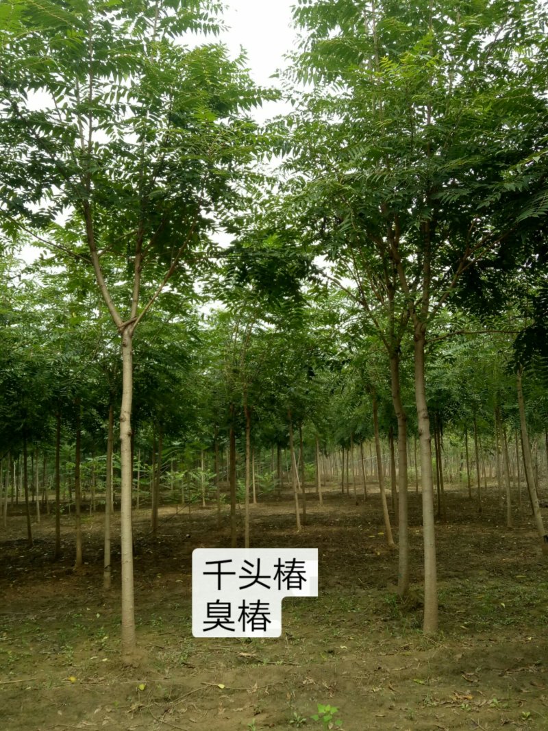 千头椿，臭椿，千头椿价格，臭椿树