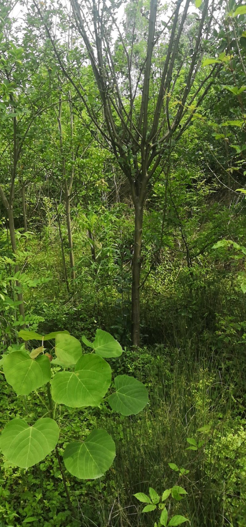 垂丝海棠