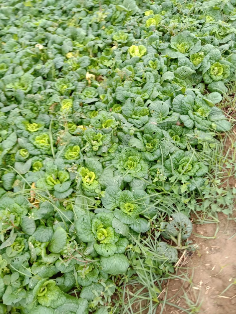 矮棵窄杆乌塌菜，黄心乌