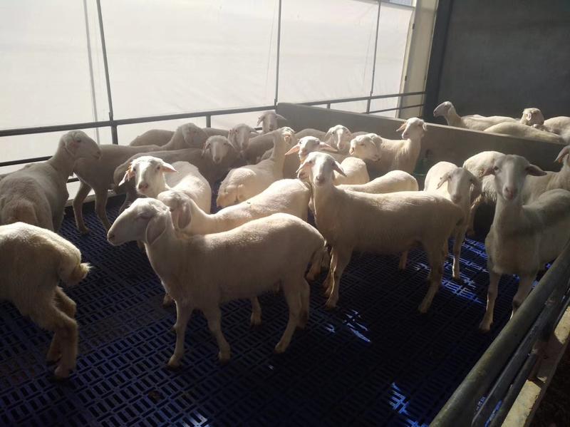 湖羊湖羊繁殖种母羊包活包送货到付款