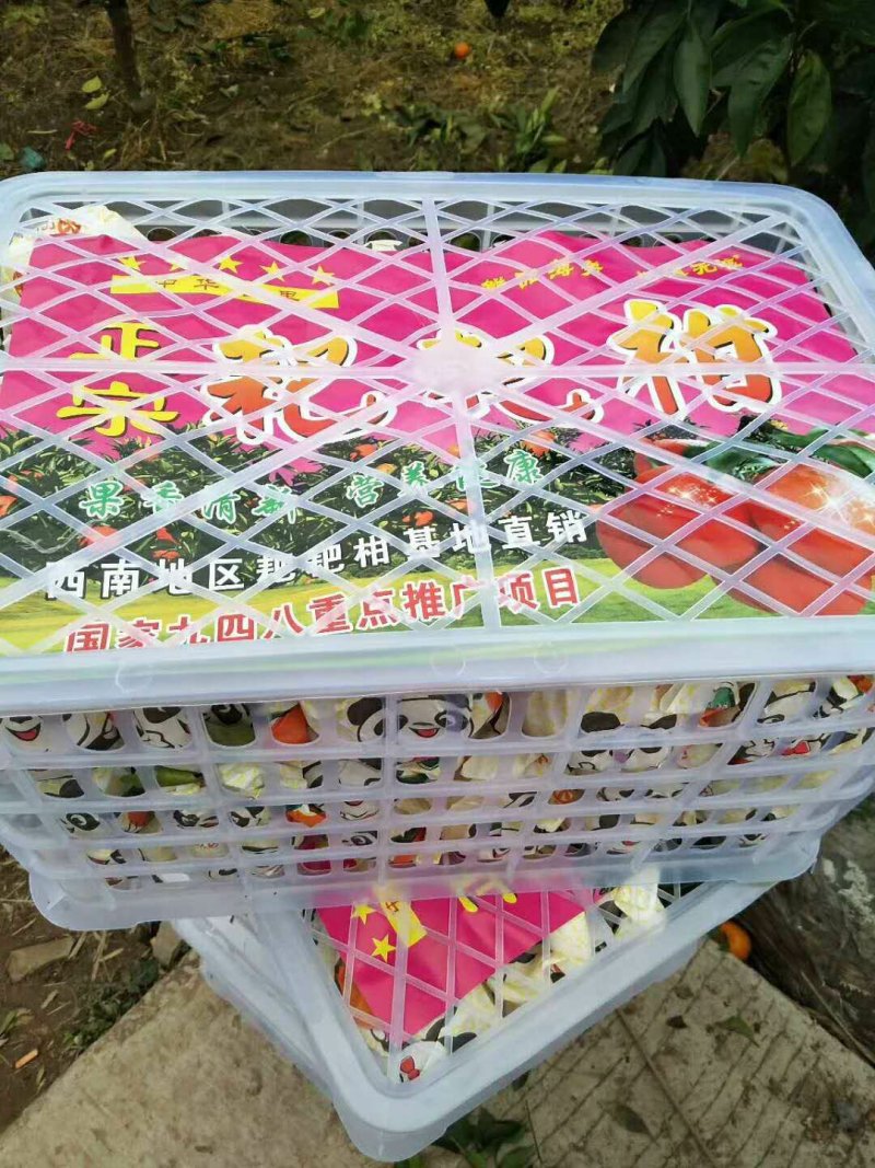 耙耙柑又名春见，现在大量定货中，12月大量上市囗惑纯甜品