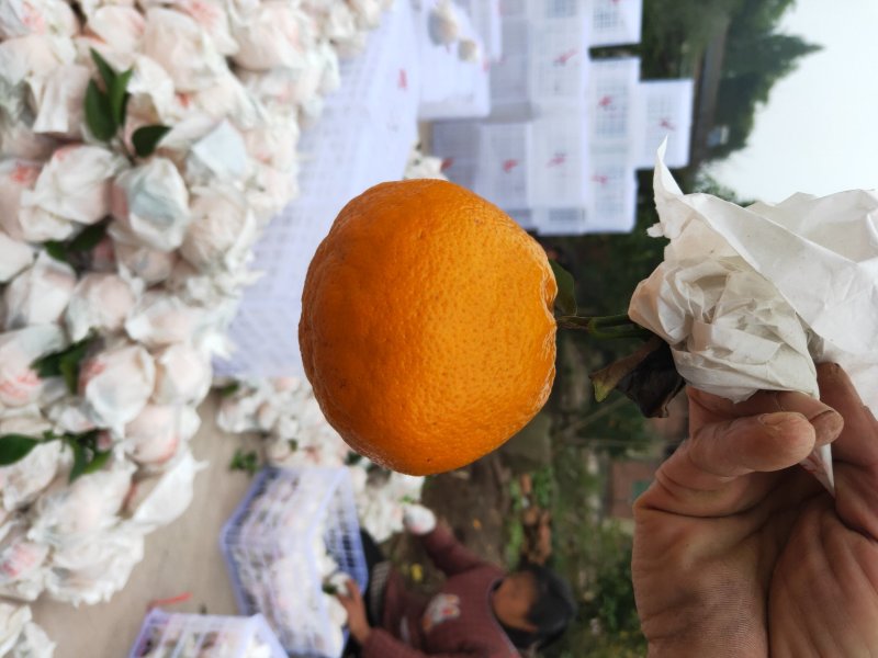 耙耙柑又名春见，现在大量定货中，12月大量上市囗惑纯甜品