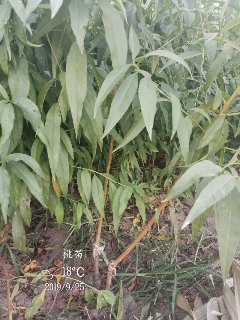 36-5黄油蟠桃甜脆可口，树苗保品种
