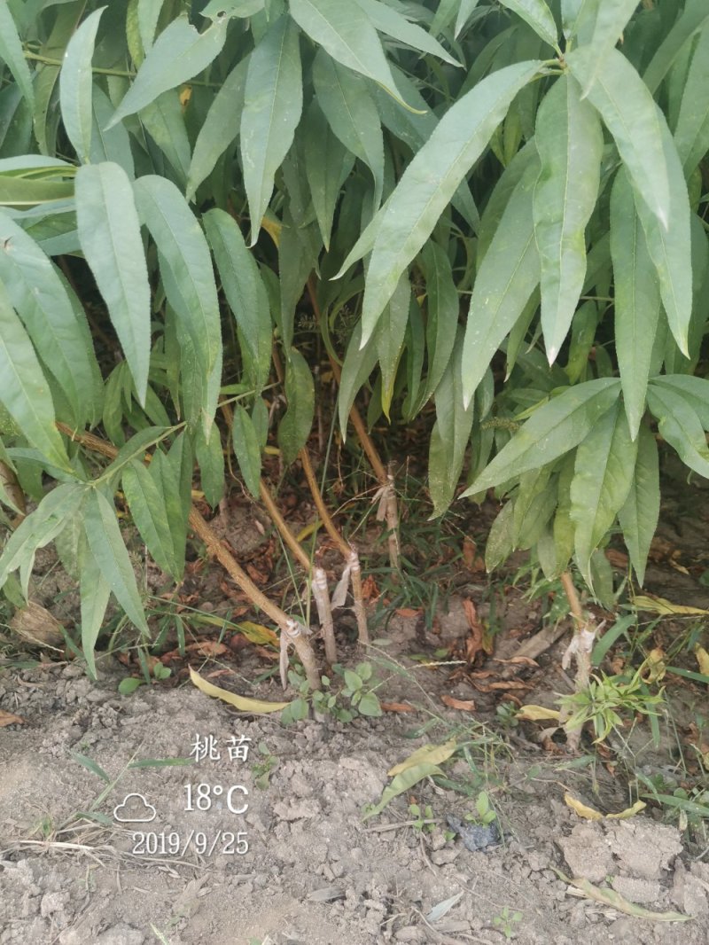 36-5黄油蟠桃甜脆可口，树苗保品种