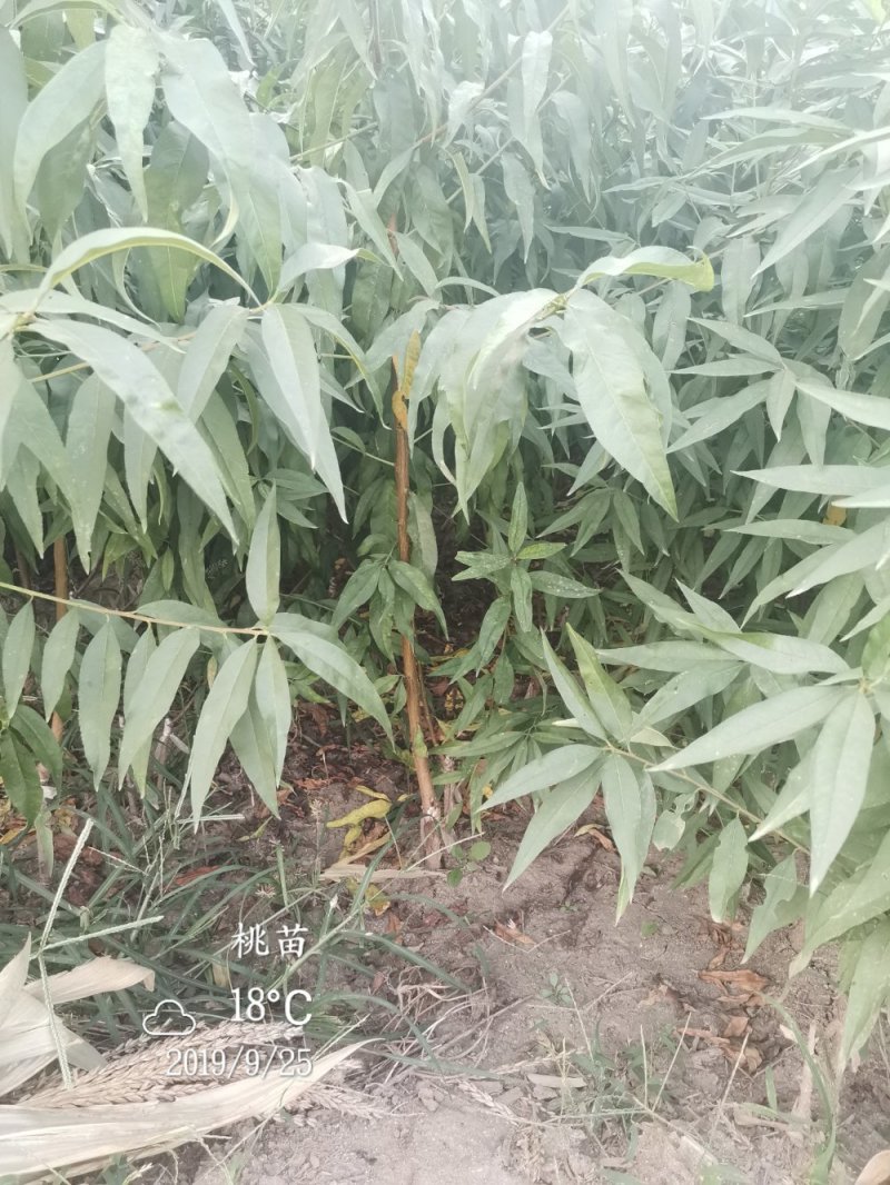 36-5黄油蟠桃甜脆可口，树苗保品种