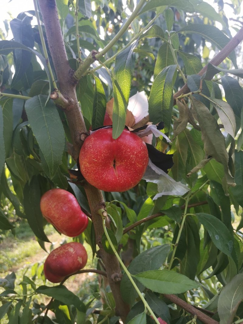 36-5黄油蟠桃甜脆可口，树苗保品种