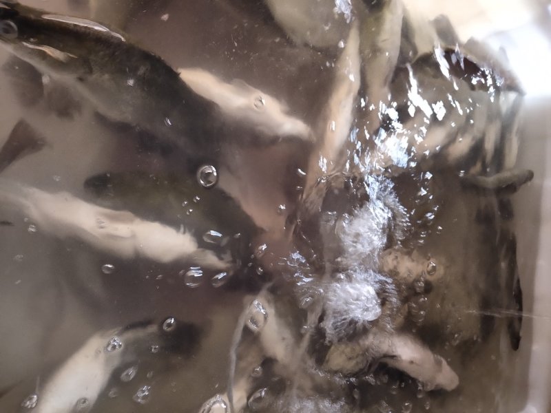 海鲜类价格不一