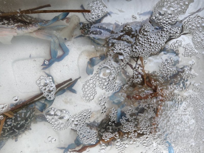 海鲜类价格不一