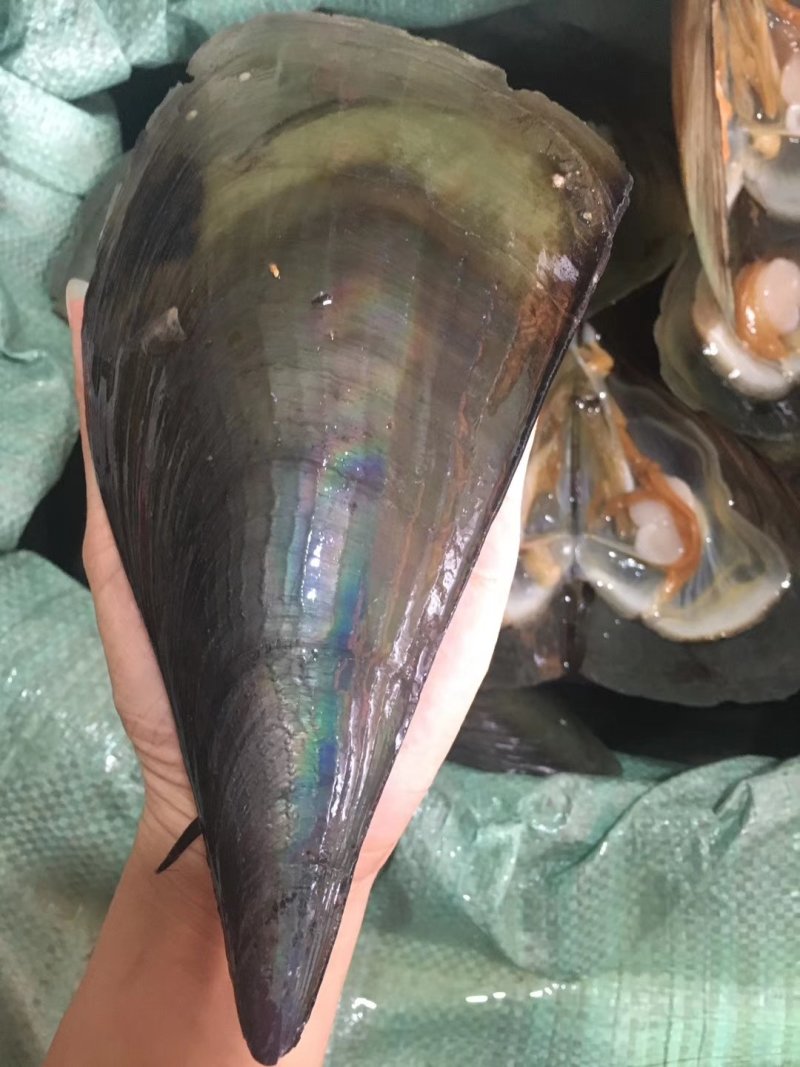 海鲜类价格不一