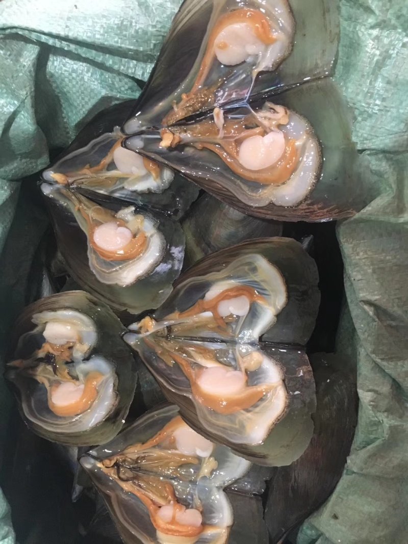 海鲜类价格不一