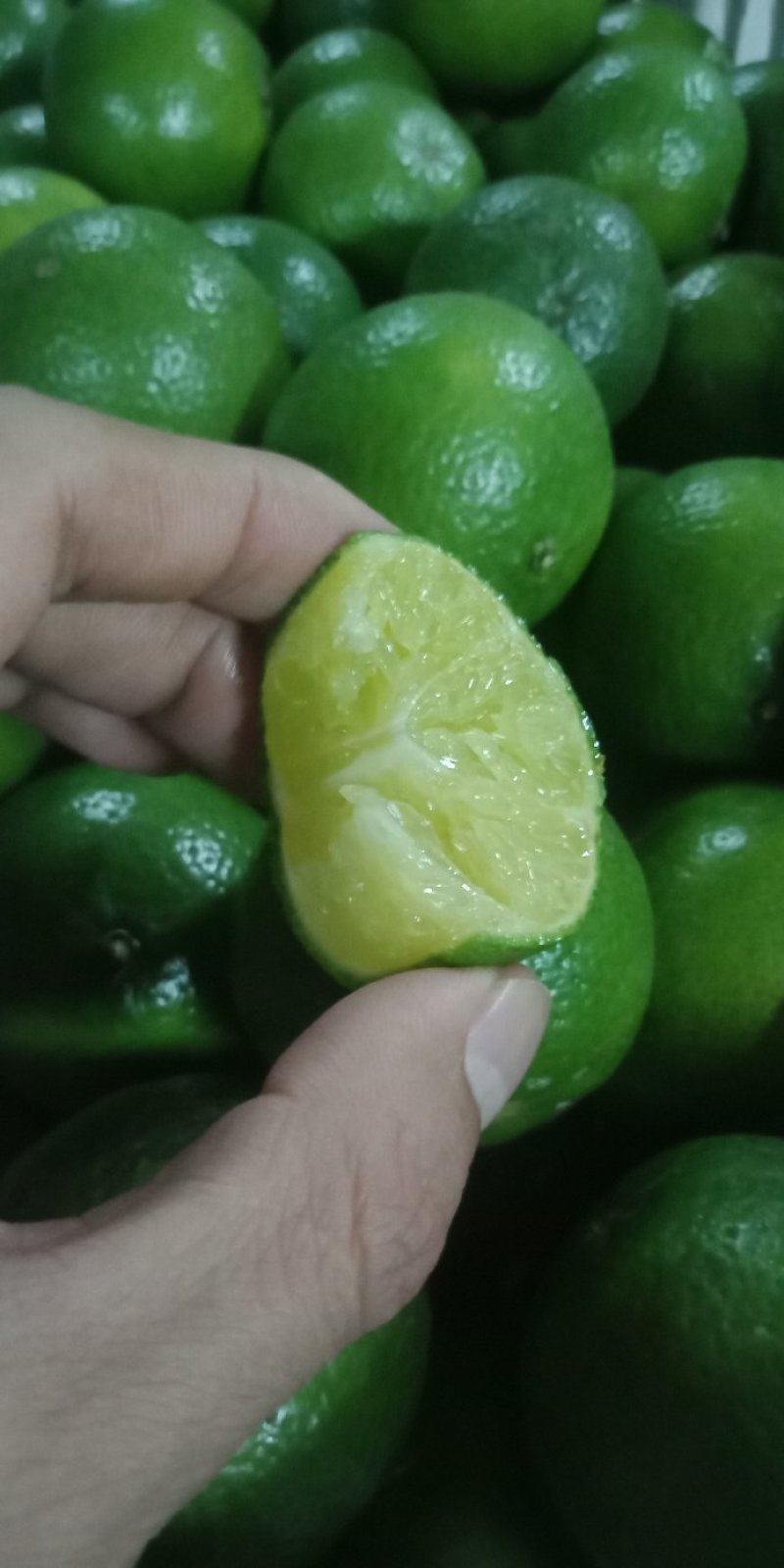 广西皇帝柑青皮果五斤装