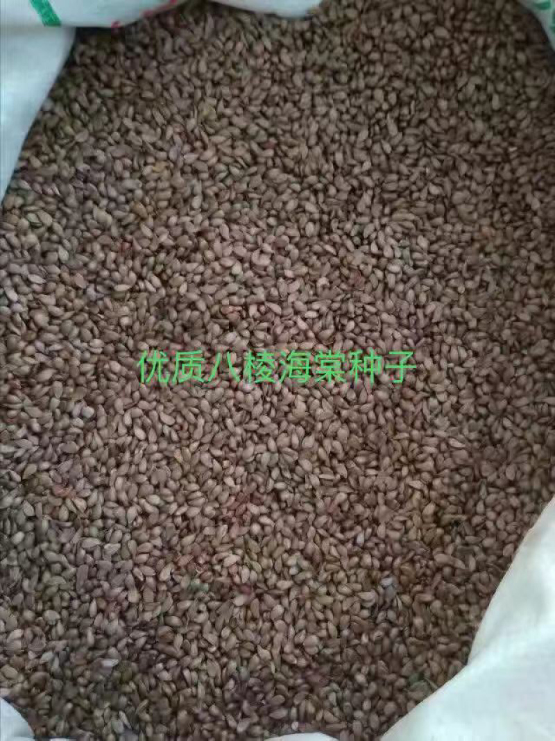 出售新八棱海棠种子，春季沙藏好的，发芽率90以上