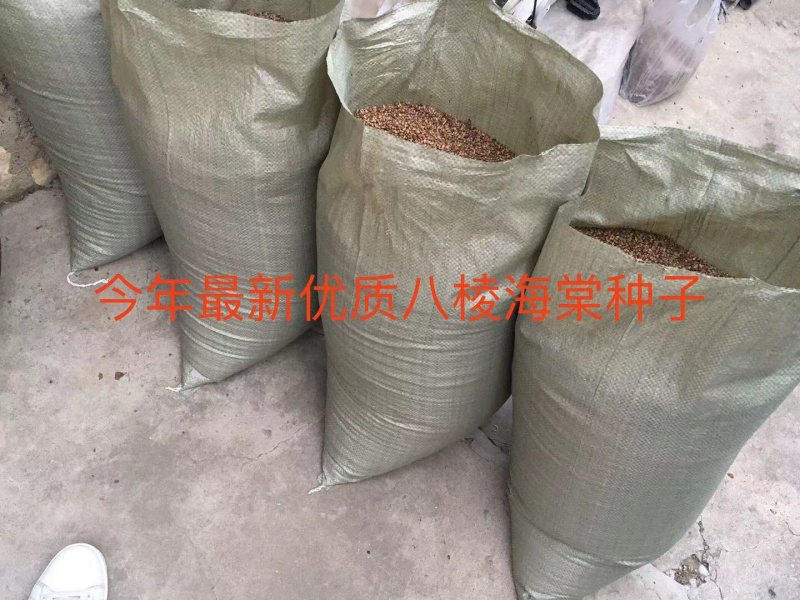 出售新八棱海棠种子，春季沙藏好的，发芽率90以上