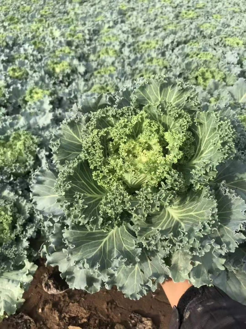 羽衣甘蓝！甘蓝！冬季草花绿化苗木基地直供！