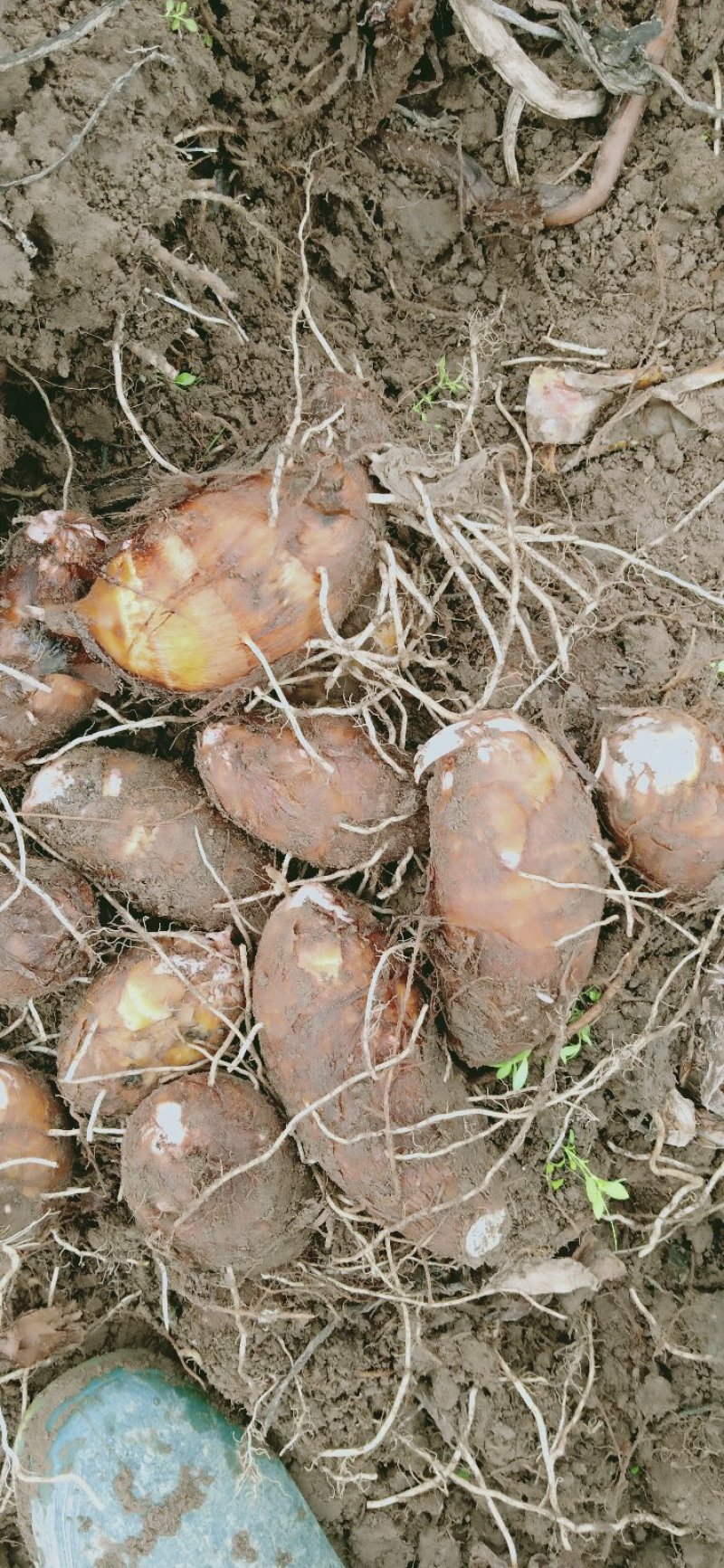 红牙芋批发5000斤起批