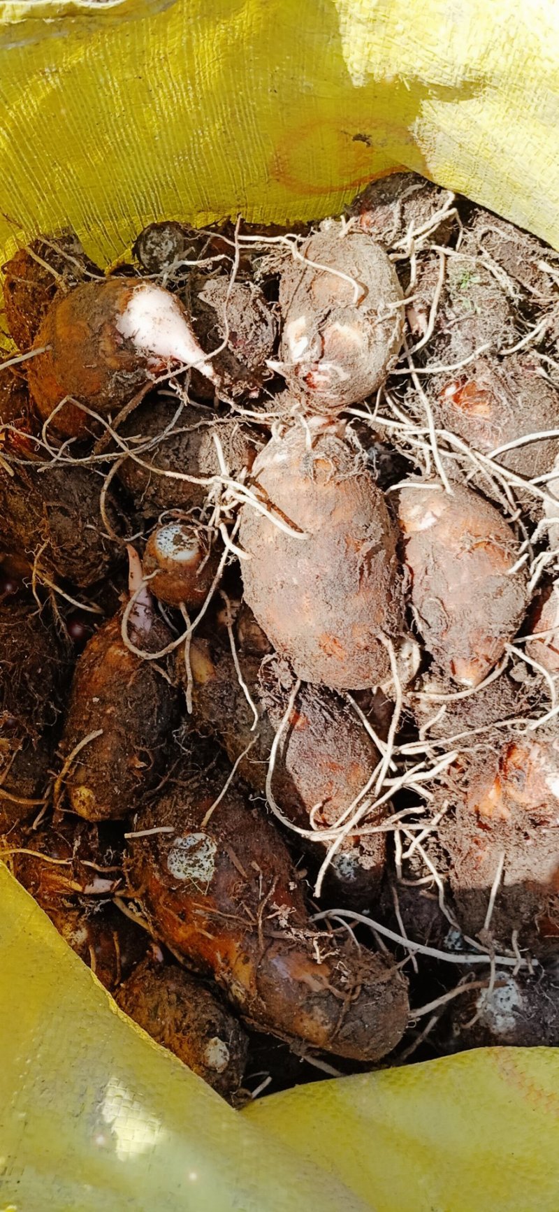 红牙芋批发5000斤起批