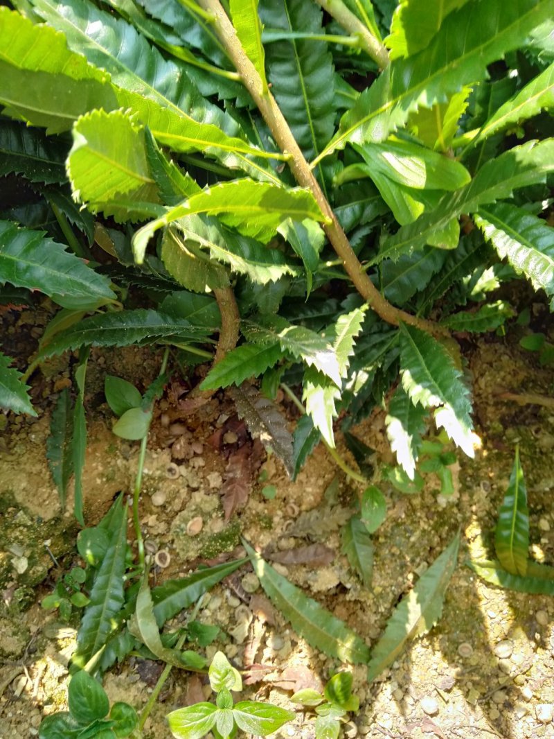 杨梅实心苗、杨梅大小苗