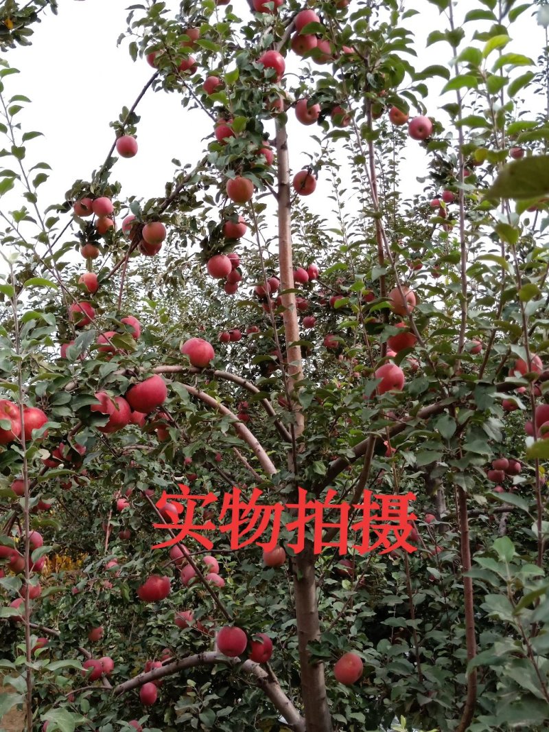 大量供应冰糖心红富士苹果