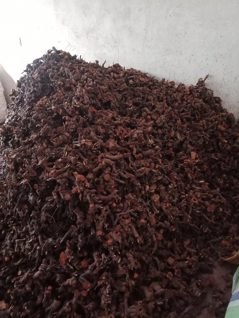 大量出售切花芍药头，收购芍药鲜选条