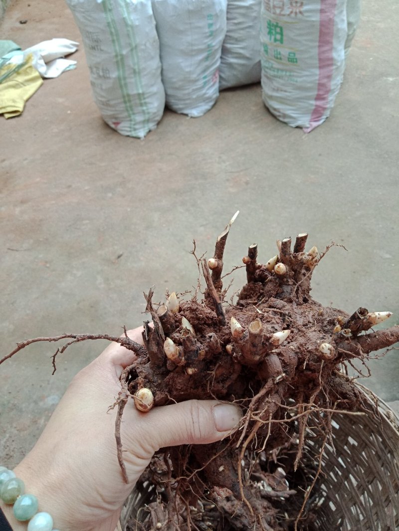 大量出售切花芍药头，收购芍药鲜选条