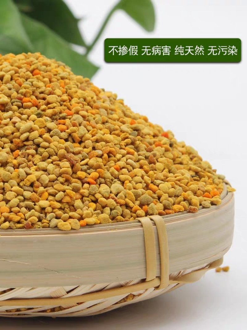 油菜花粉蜜蜂花粉饲料养蜂喂蜂代用花粉天然养蜂工具杂粉