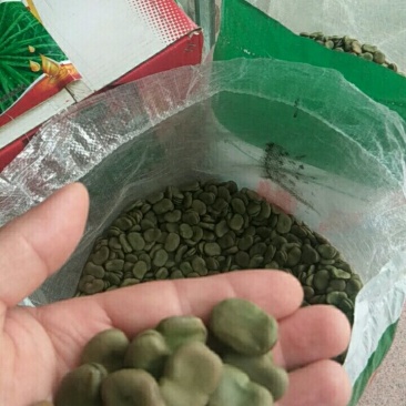 精选早熟蚕豆种子营养价值高地栽蔬菜种子秋季种植