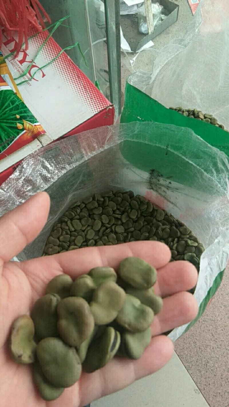 精选早熟蚕豆种子营养价值高地栽蔬菜种子秋季种植
