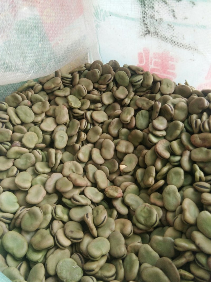 精选早熟蚕豆种子营养价值高地栽蔬菜种子秋季种植
