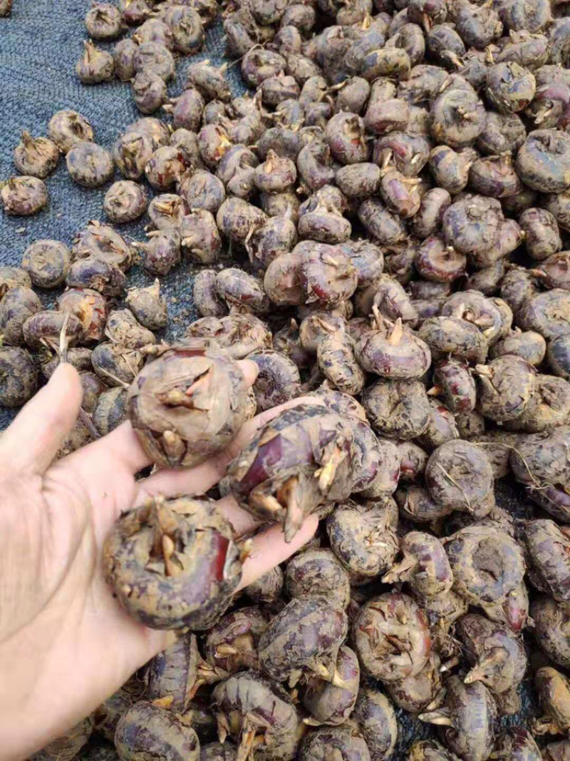 云南文山红甸马蹄大量批发