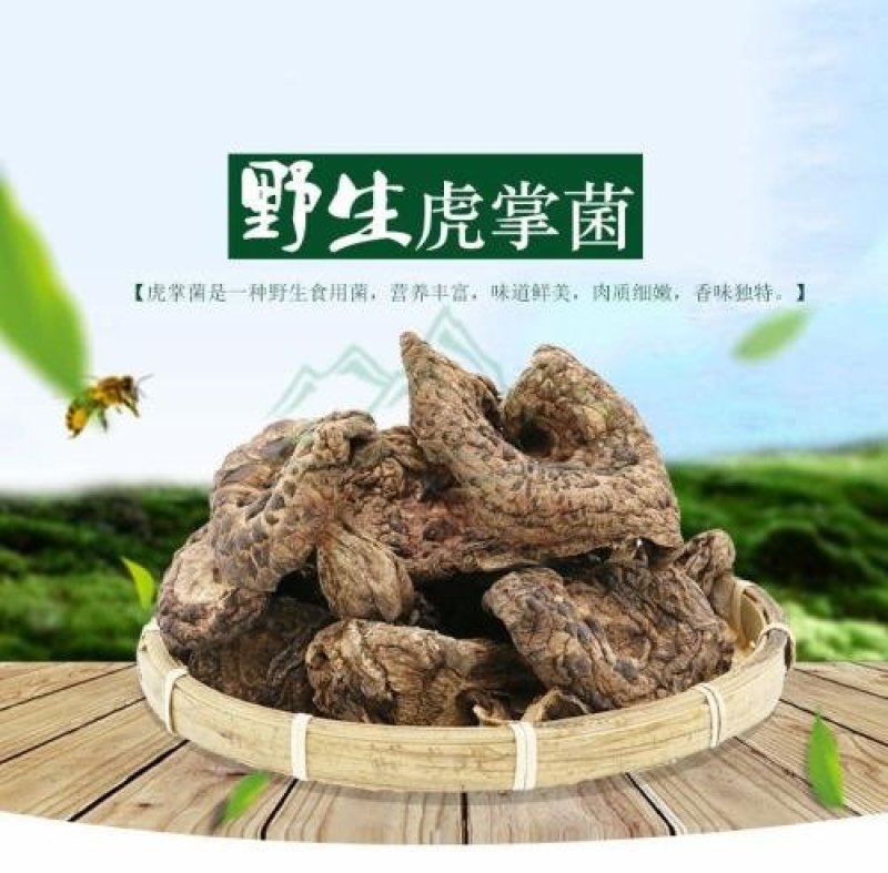 纯野生云南黑虎掌菌干货野生菌干品煲汤香气扑鼻