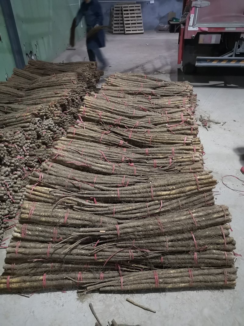 专业储存铁棍山药！正宗铁棍，代收代销山东山药口感面甜糯