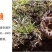 纯野生云南黑虎掌菌干货野生菌干品煲汤香气扑鼻