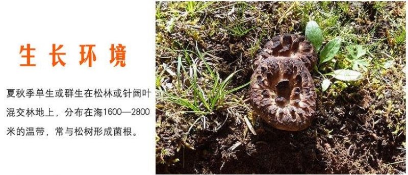 纯野生云南黑虎掌菌干货野生菌干品煲汤香气扑鼻