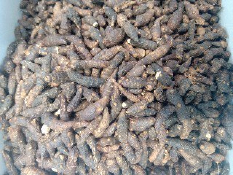 香附1公斤起批不包邮供应各种中药欢迎咨询各种中药材