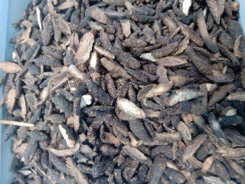 香附1公斤起批不包邮供应各种中药欢迎咨询各种中药材