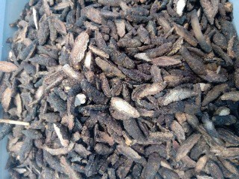 香附1公斤起批不包邮供应各种中药欢迎咨询各种中药材
