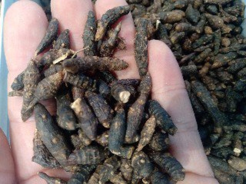 香附1公斤起批不包邮供应各种中药欢迎咨询各种中药材