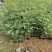花椒苗，红花椒，正路椒，汉源贡椒，营养袋花椒苗，
