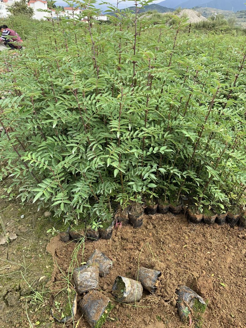 花椒苗，红花椒，正路椒，汉源贡椒，营养袋花椒苗，
