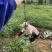 花椒苗，红花椒，正路椒，汉源贡椒，营养袋花椒苗，
