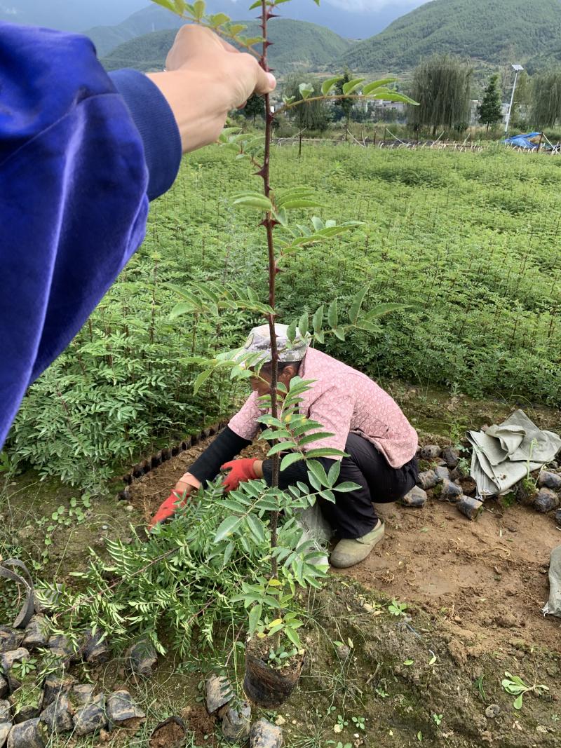 花椒苗，红花椒，正路椒，汉源贡椒，营养袋花椒苗，