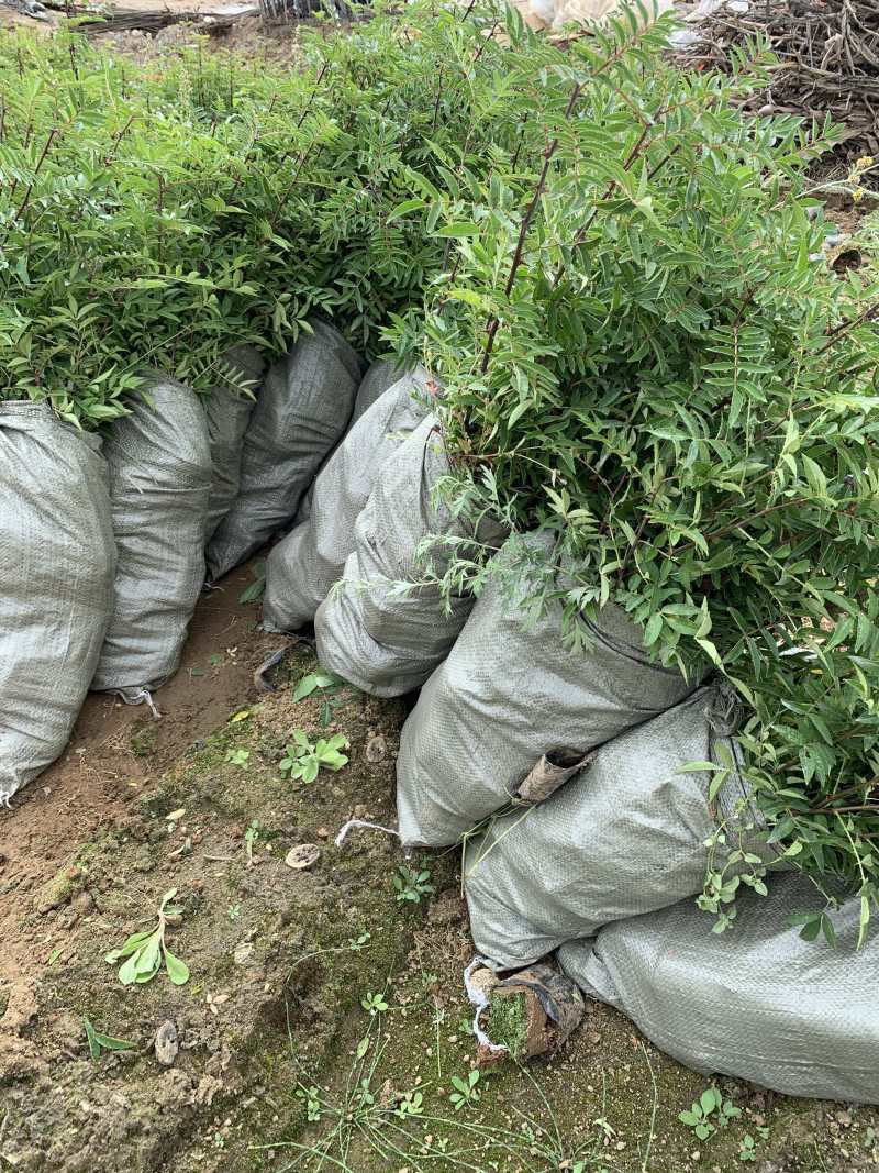 花椒苗，红花椒，正路椒，汉源贡椒，营养袋花椒苗，