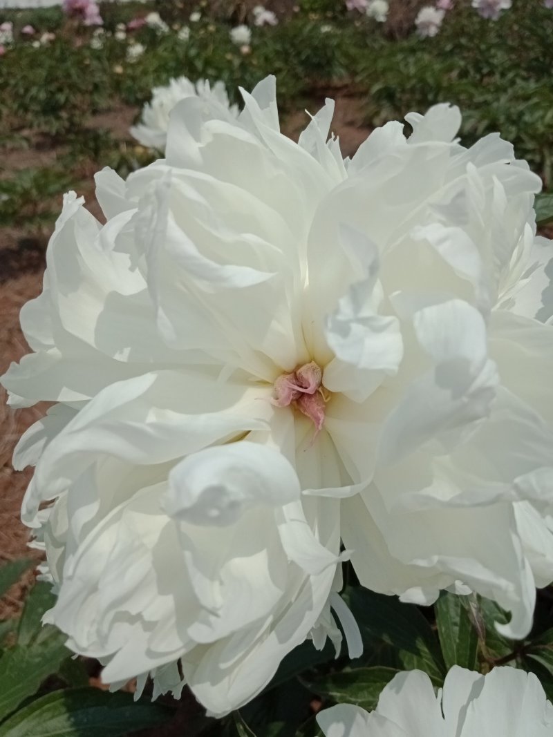芍药