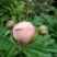 芍药