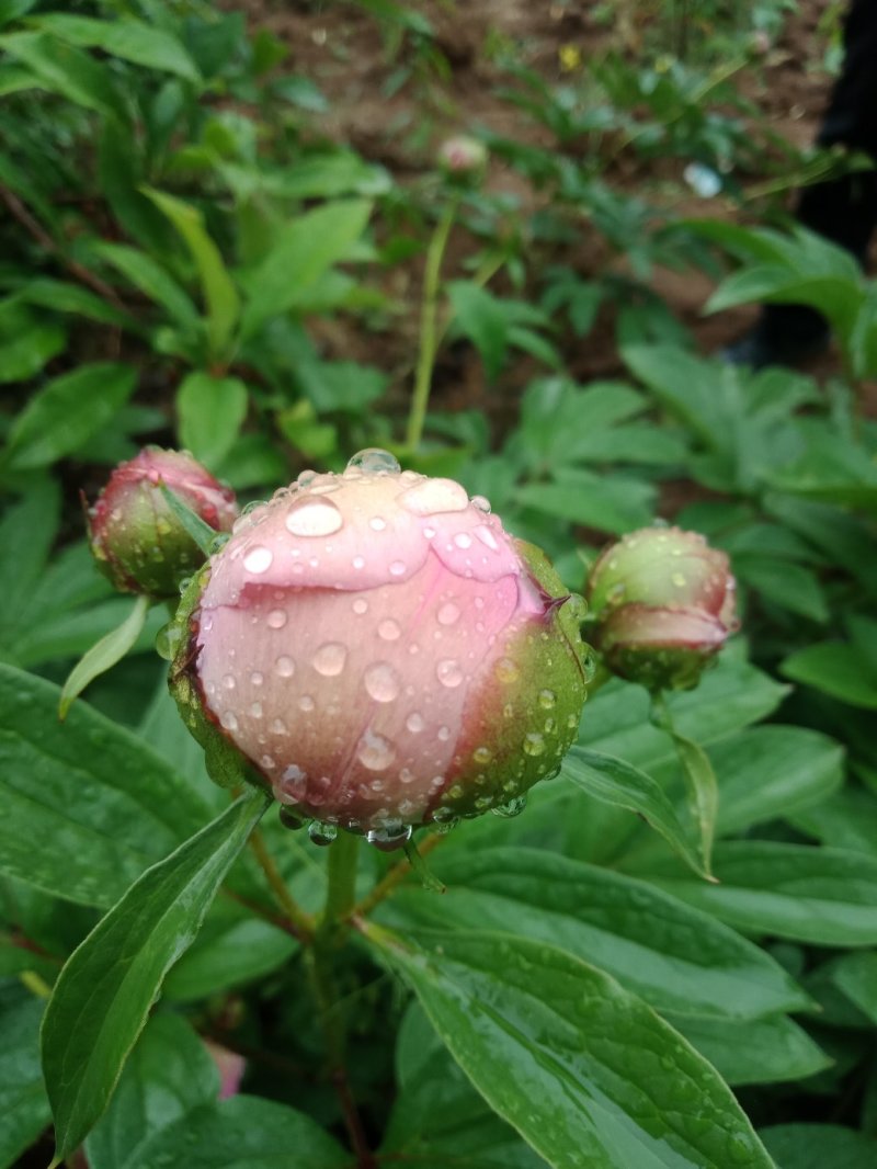 芍药