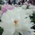芍药