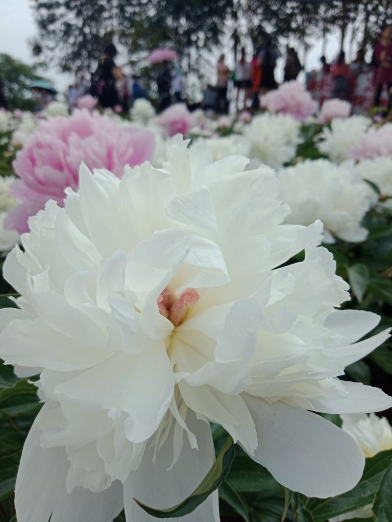芍药