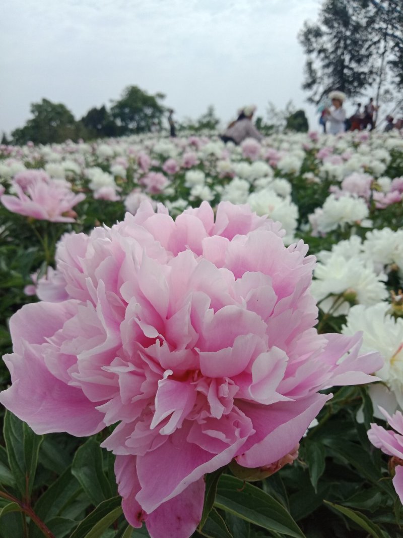 芍药