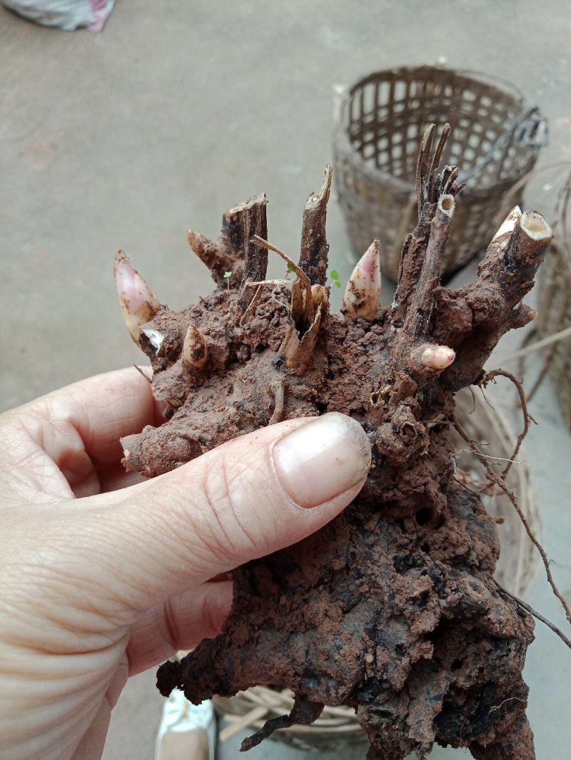 芍药