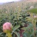 芍药